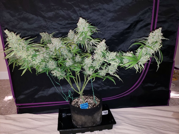 10 top tips to increase the production of trichomes in the last weeks of flowering