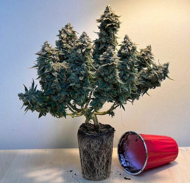 cannabis plant grown in a cup