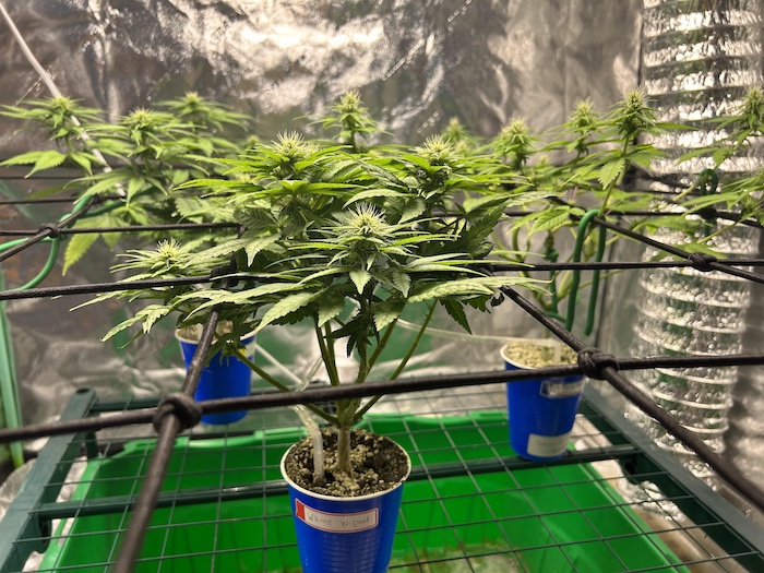 cannabis plant trained through scrog