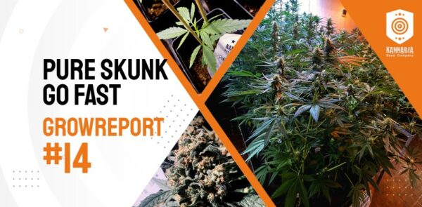 Banner de Grow Report de Pure Skunk Go Fast