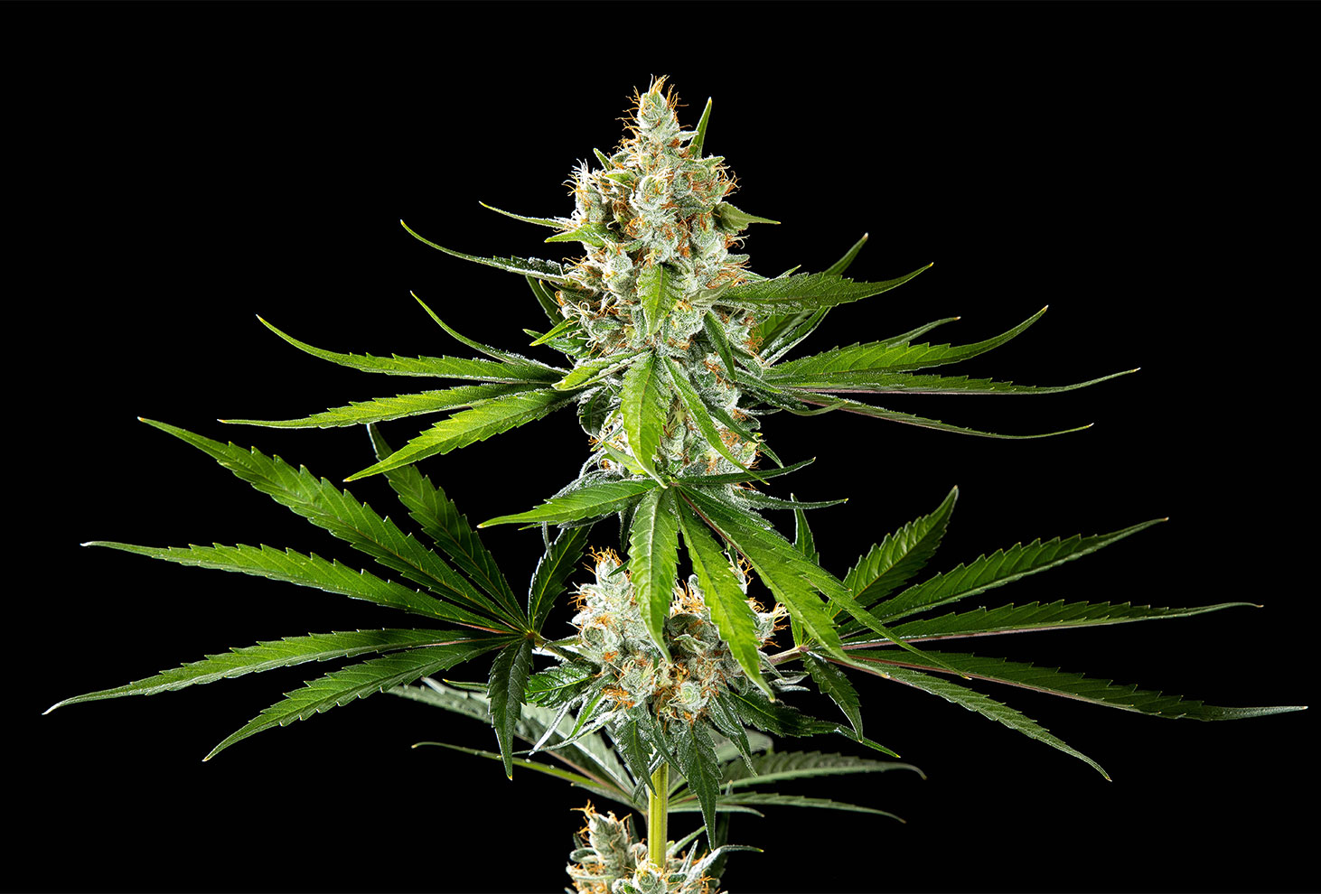 Cannabis seeds : Oreoz USA