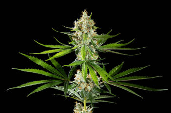 Cannabis seeds : Oreoz USA - 1