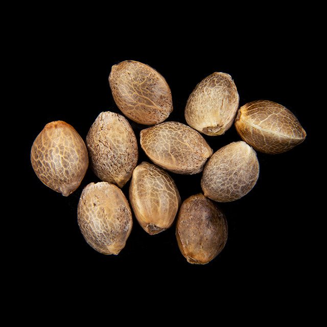 Cannabis seeds : Oreoz USA, Pack 10+3 Seed