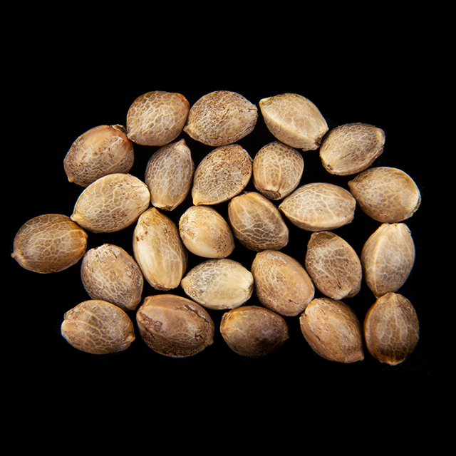 Semi di cannabis : Oreoz USA, Pack 25 Seed