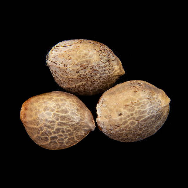 Cannabis seeds : Oreoz USA, Pack 3+1 Seed