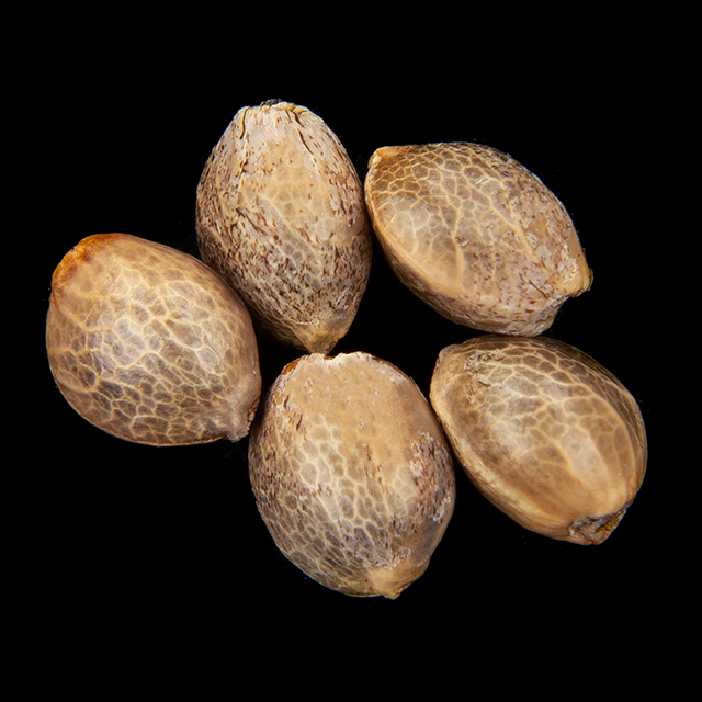 Cannabis seeds : Oreoz USA, Pack 5+2 Seed