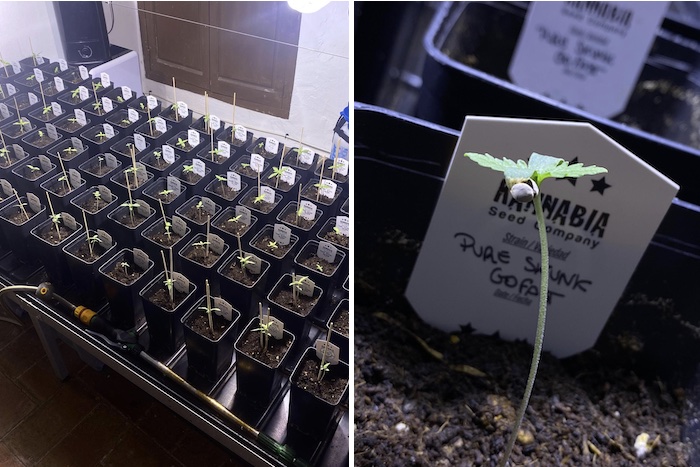 Grow report – Pure Skunk Go Fast