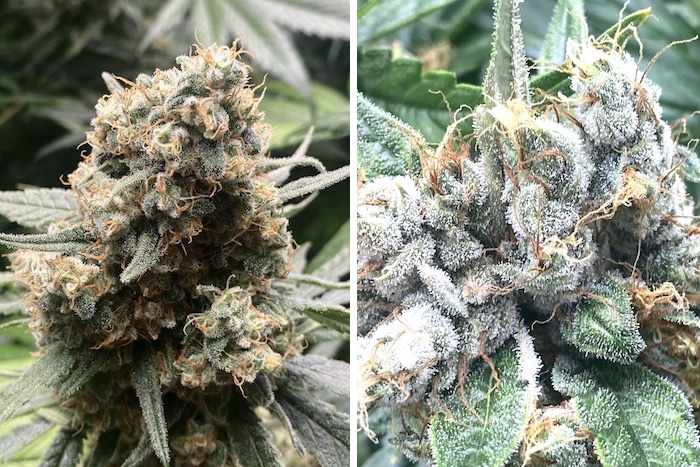 Diario de cultivo &#8211; Pure Skunk Go Fast