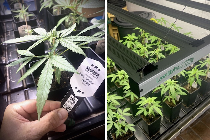 Grow report – Pure Skunk Go Fast