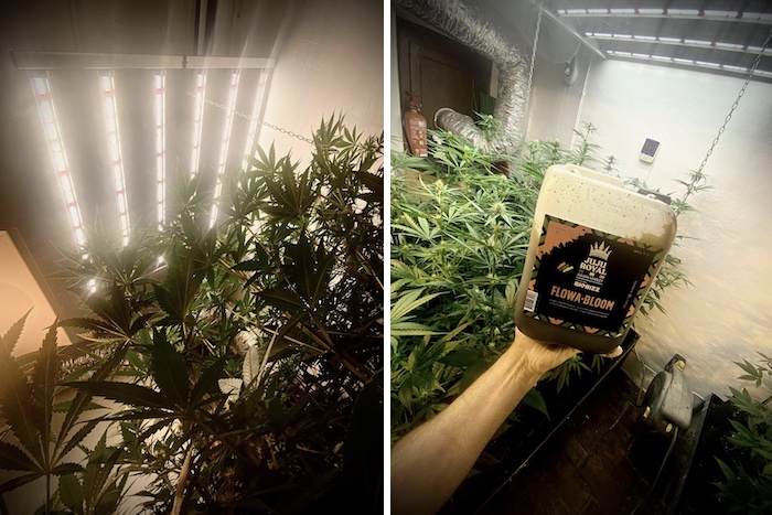 Diario de cultivo &#8211; Pure Skunk Go Fast