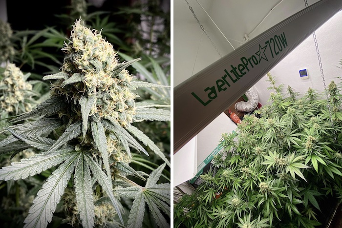 Grow report – Pure Skunk Go Fast