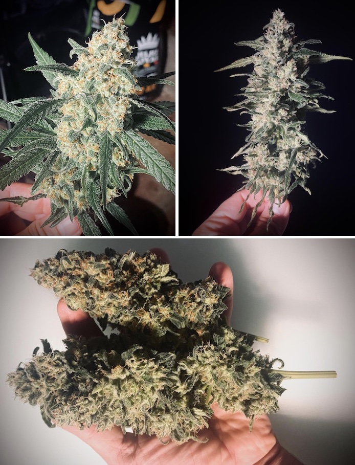 Grow report – Pure Skunk Go Fast