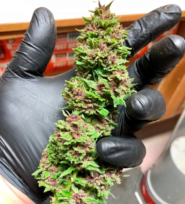 a trimmed cannabis bud