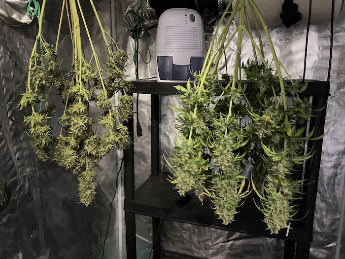 drying cannabis