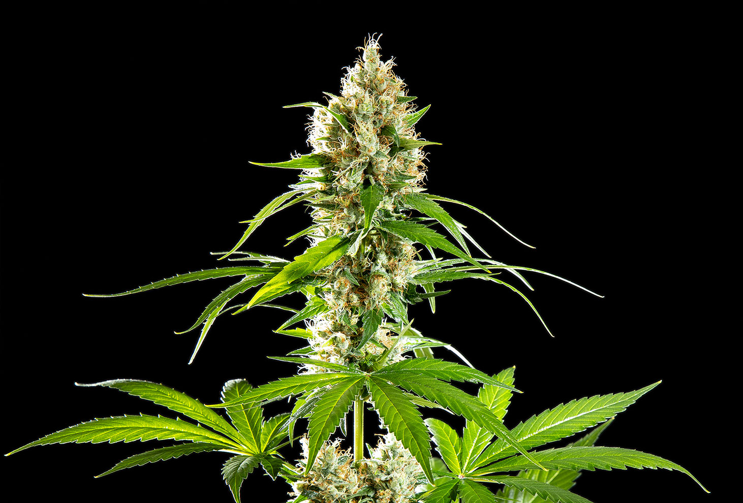 Cannabis seeds : Sunset Sherbet