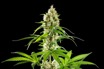 Cannabis-Samen : Sunset Sherbet - 1