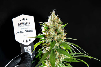 Graines de cannabis : Sunset Sherbet - 2