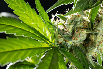 Cannabis-Samen : Sunset Sherbet - 3