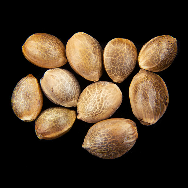 Cannabis seeds : Sunset Sherbet, Pack 10+3 Seed