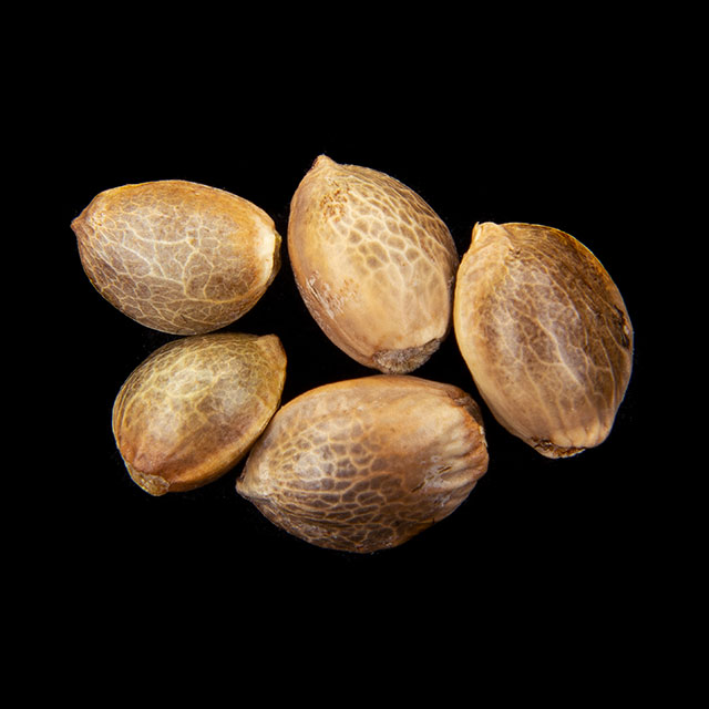 Cannabis seeds : Sunset Sherbet, Pack 5+2 Seed