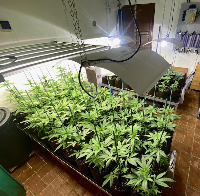 cannabis plants under HPS light