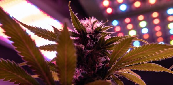 cannabis plant under LED light