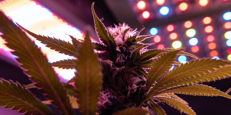 cannabis plant under LED light