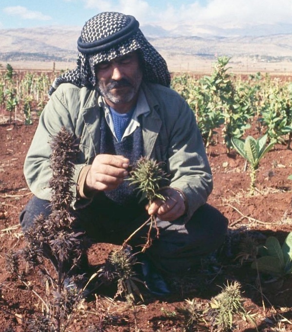 Man with a cannabis plant