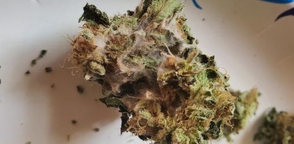 A cannabis bud with mold