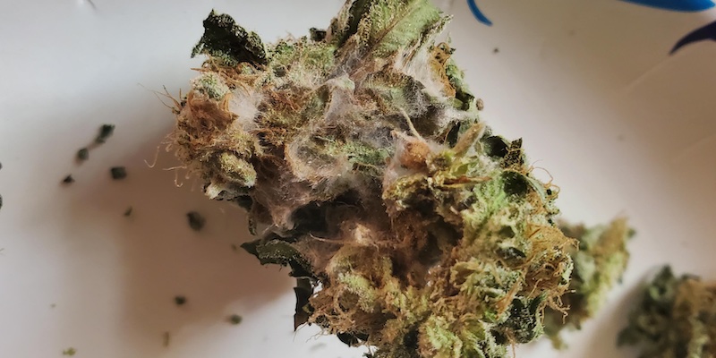 A cannabis bud with mold