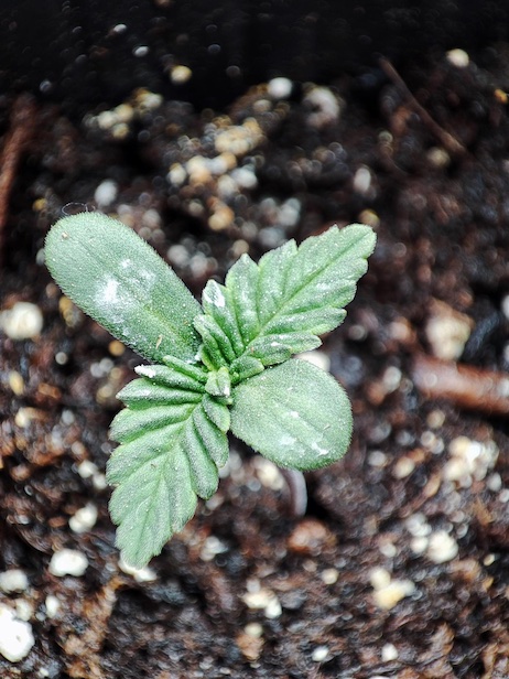 A little cannabis plant