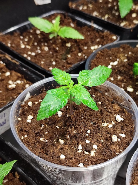 Some little cannabis plants