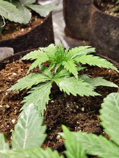 A little cannabis plant growing