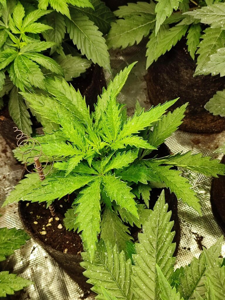 Little cannabis plants growing 