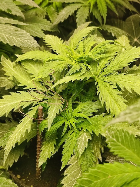 Some cannabis plants blooming