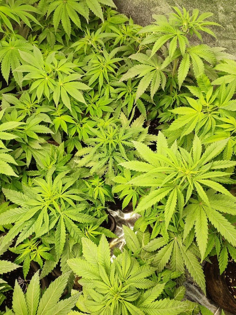 Some cannabis plants blooming