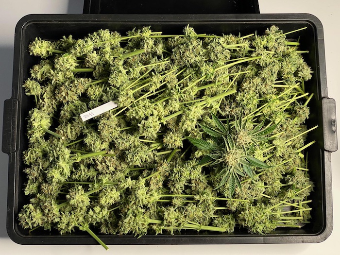 Harvested buds