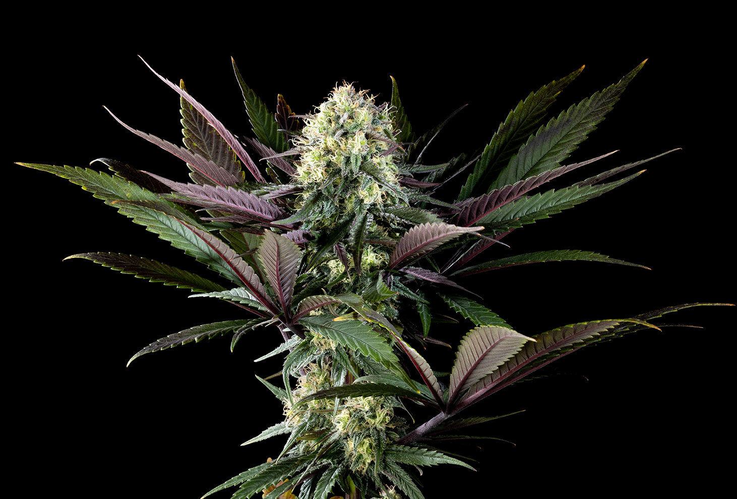 Semi di cannabis : Apple Fritter