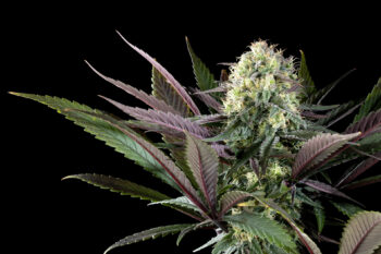 Sementes de maconha : Apple Fritter - 1