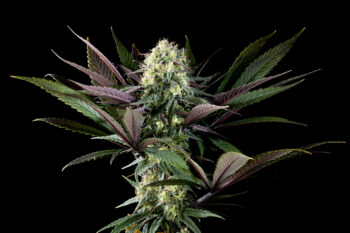 Cannabis seeds : Apple Fritter - 2