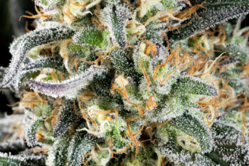 Cannabis seeds : Apple Fritter - 3