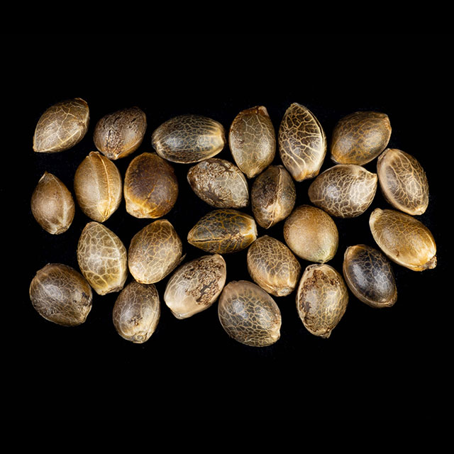 Cannabis seeds : Apple Fritter, Pack 25 Seed