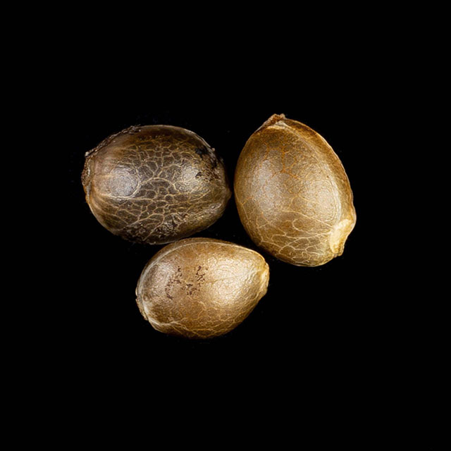 Cannabis seeds : Apple Fritter, Pack 3+1 Seed