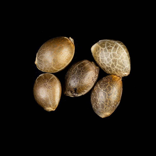 Cannabis seeds : Apple Fritter, Pack 5+2 Seed