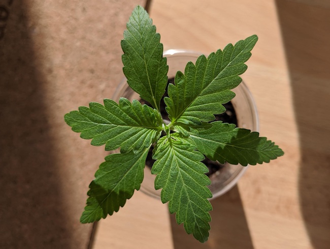 Five genetic abnormalities that may affect your cannabis leaves