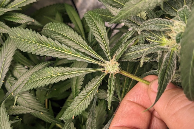 Five genetic abnormalities that may affect your cannabis leaves