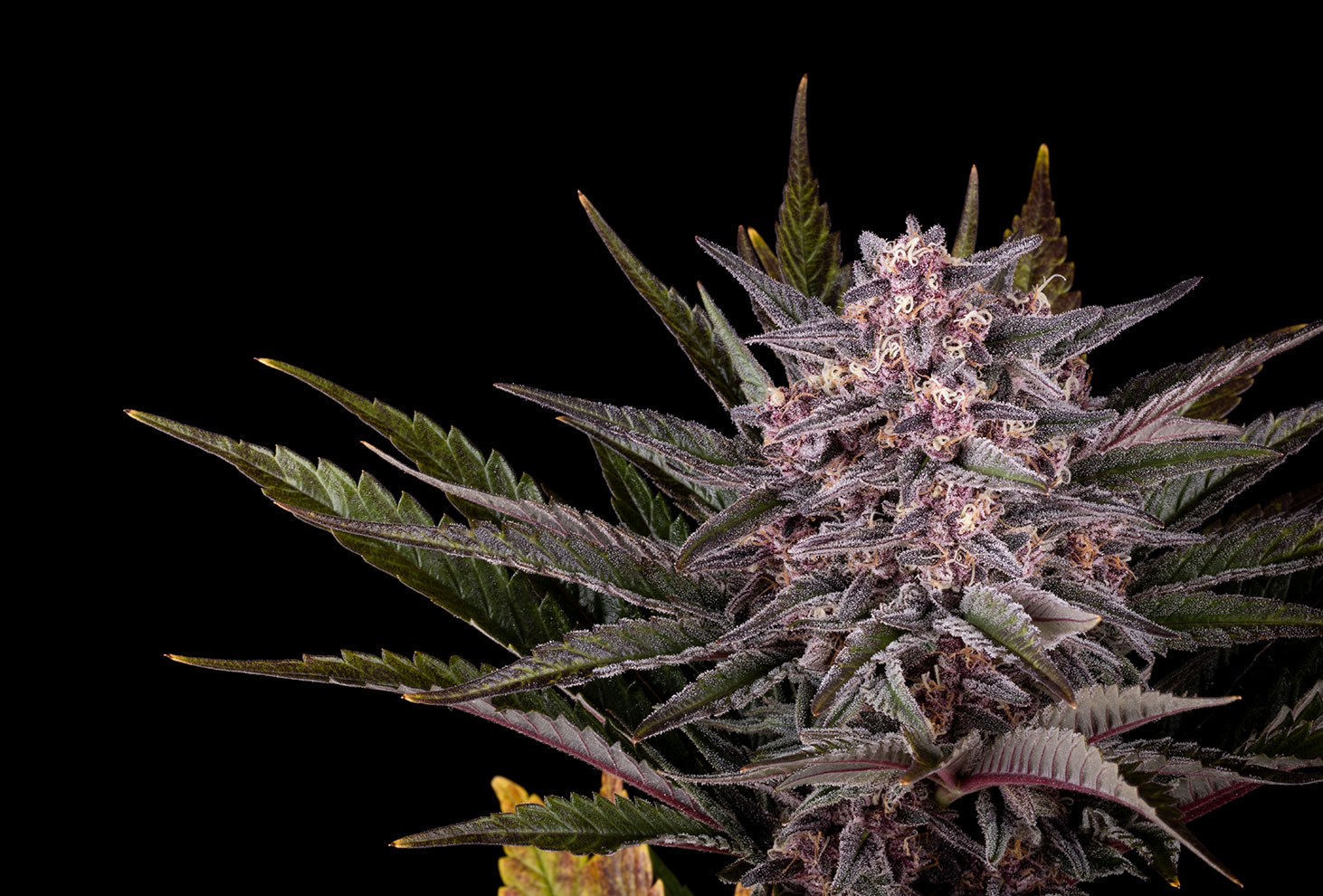 Graines de cannabis : Pink Gelato