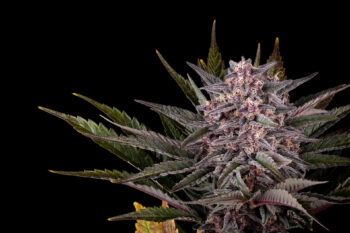 Cannabis-Samen : Pink Gelato - 1