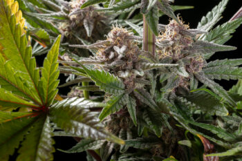 Cannabis-Samen : Pink Gelato - 2