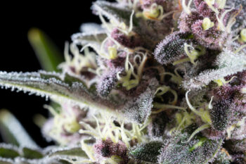 Cannabis-Samen : Pink Gelato - 3